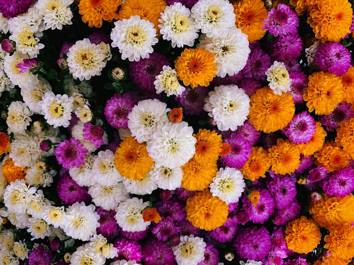 rockville white, orange, and purple cluster flowers blossom